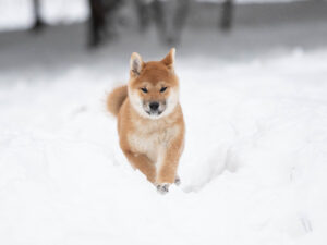 Yumeko im Schnee