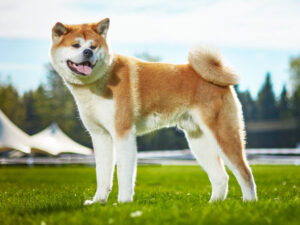 Akita Inu