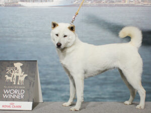 Kishu Ken