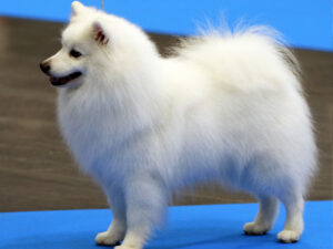Nihon Supittsu (Japan-Spitz)