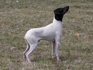 Nihon Teria (Japan Terrier)