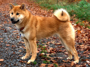 Shiba Inu