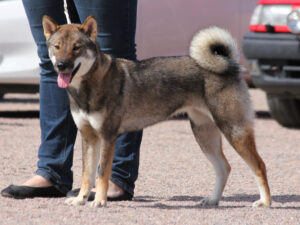 Shikoku Ken