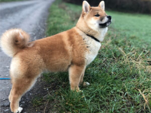 morgendlicher Spaziergang - alles im Blick
