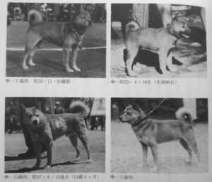 Das Ideal und der Vorläufer des modernen Shiba "Naka Go"