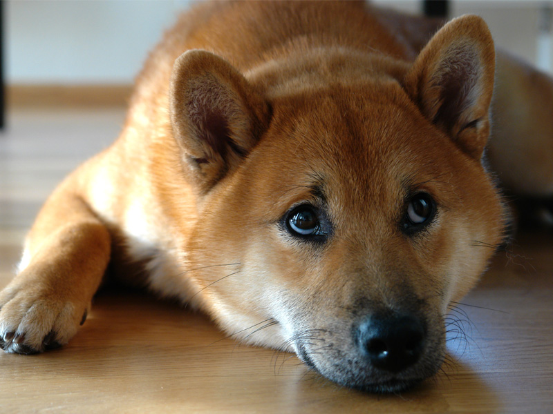 Shiba Benkai - Wer kann diesem Blick widerstehen?