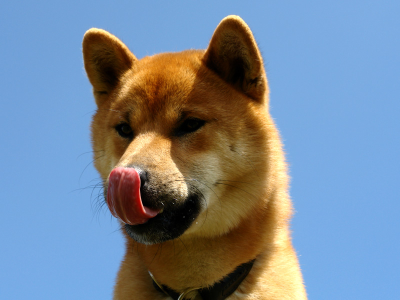 Shiba Benkai