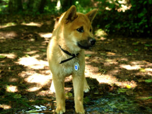 Shiba benkai - Albtal das nördlichste Schwarzwaldtal, an heißen Sommertagen genau das Richtige