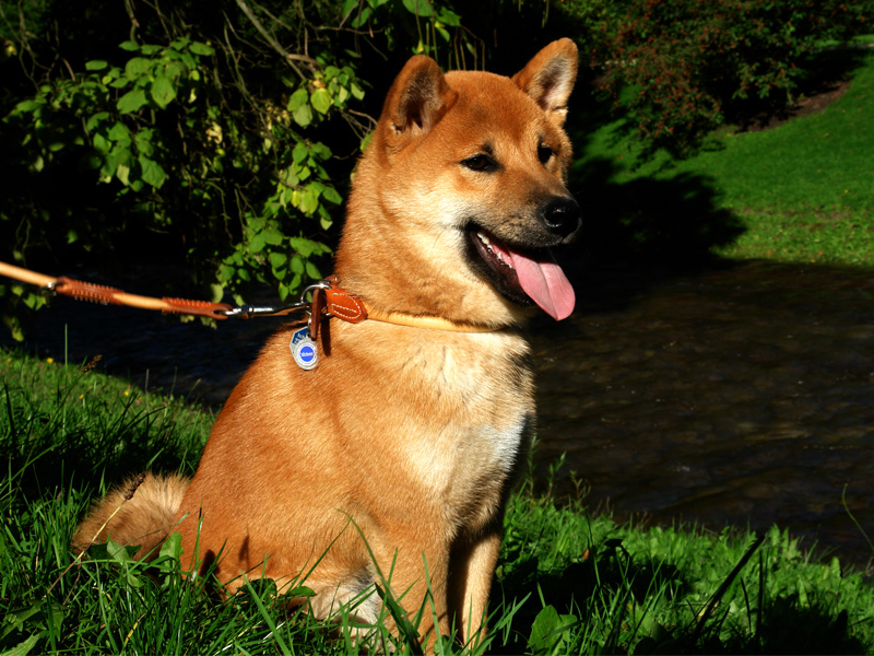 Shiba Benkai - 3. Jahre Posieren an der Oos in Baden-Baden