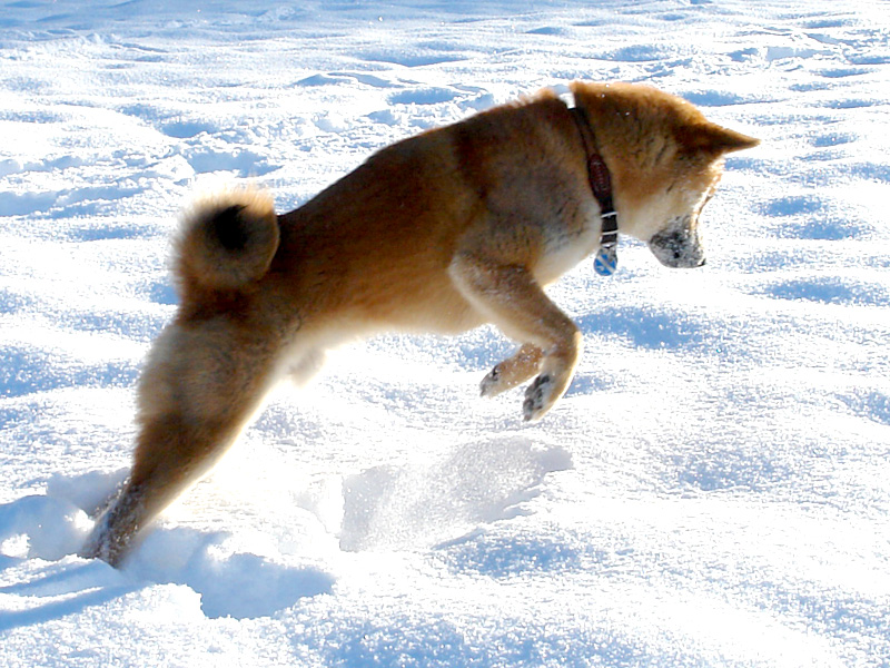Shiba Benkai -1 Jahr 11. Monate Feldberg ... and i dream i can fly