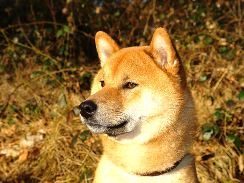 Shiba Benkai - 18 Monate