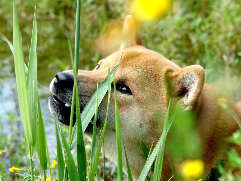 Shiba Benkai - 14 Monate - ein verträumter Poet
