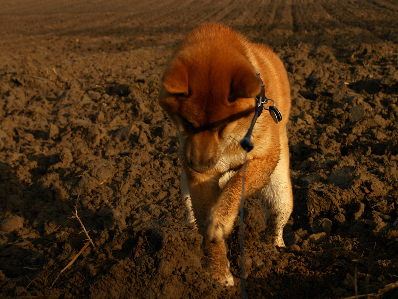 Benkai - 7 Monate - Auf Mäusejagd