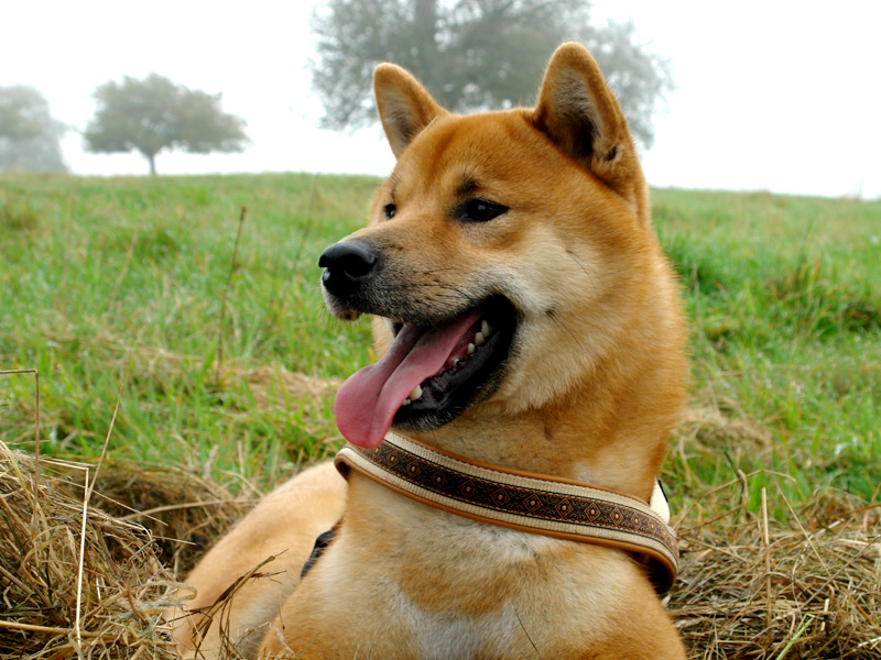 Shiba Benkai - 16 Monate alt