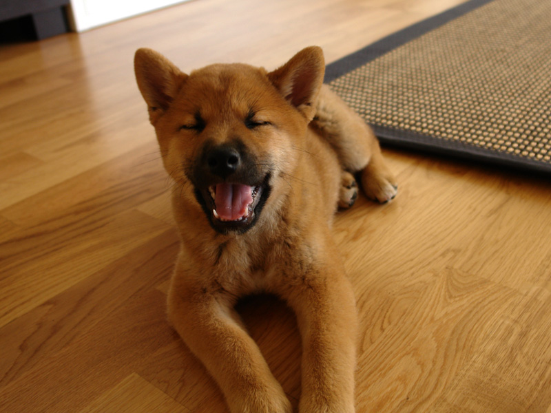 Shiba Benkai - 14 Wochen jung