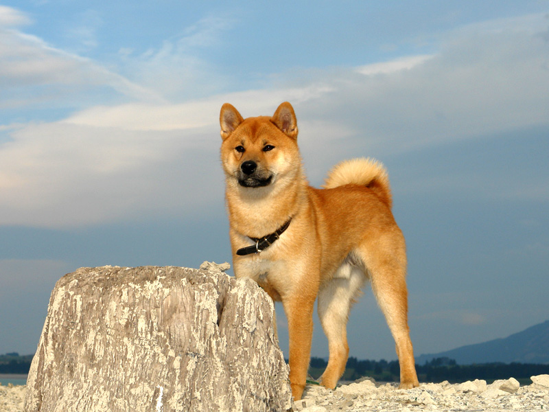 Shiba Benkai - 11 Monate In der Nähe vom Alpsee (Bei Neuschwanstein)