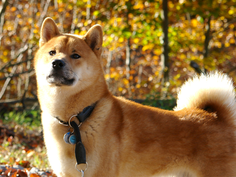 Shiba Benkai - Ein stolzer Krieger 7 1/2 Jahre