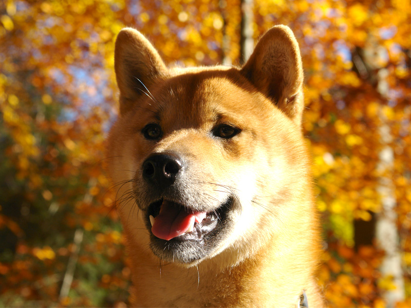 Shiba Benkai in der Herbstsonne