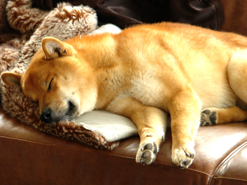 Shiba Benkai - Schlummern auf der Couch